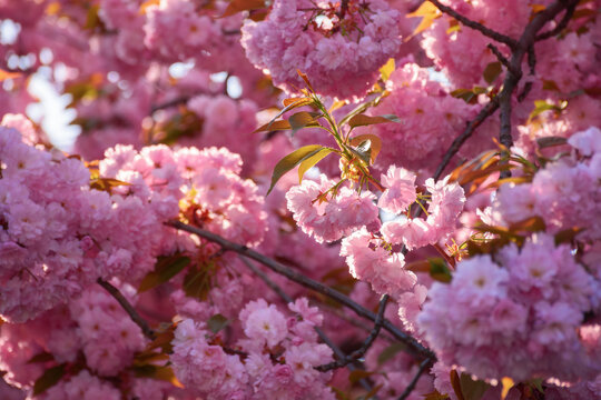 pink sakura blossom background. fresh nature background on a sunny day