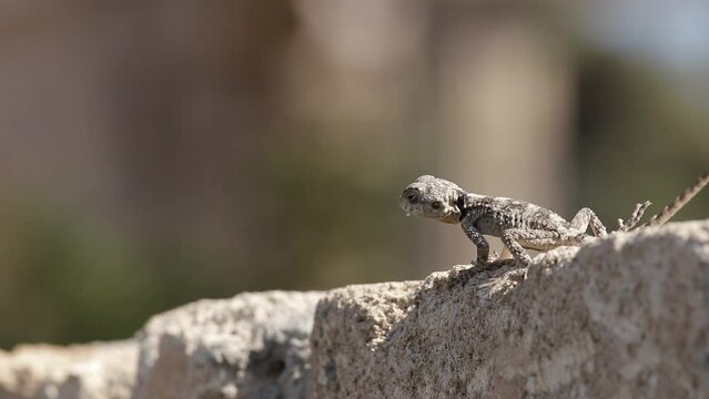 Kleiner Gecko der auf einer Mauer Ameisen frisst
