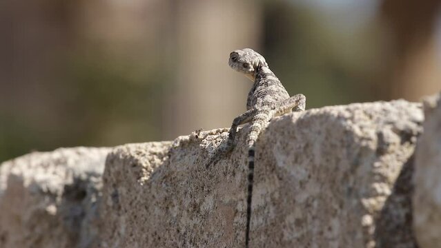 Kleiner Gecko der auf einer Mauer Ameisen frisst
