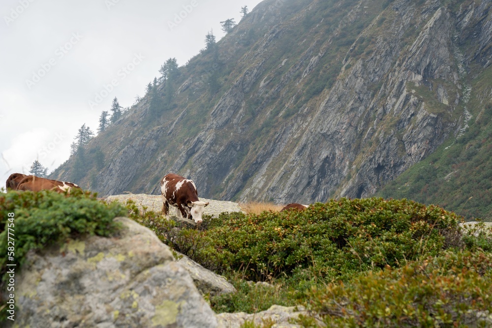 Poster Breed of Alpine cows graze on green hilly pasture, against the background of rocky mountain