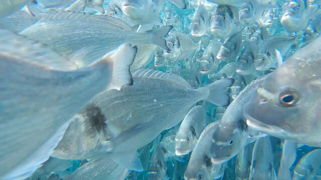 Fischschwarm mit tausenden von Fischen in Nahaufnahme