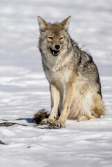 Fototapeta premium Coyote in the snow talking