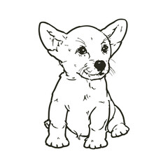 Corgi Puppy, Dog Drawing, Vector Illustration
