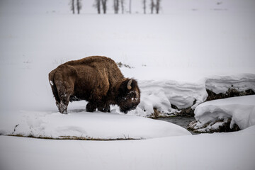 american bison in winter © Kory