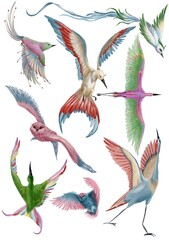 Set od Rainbow birds