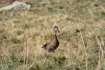 Closeup of a wild duck in a field