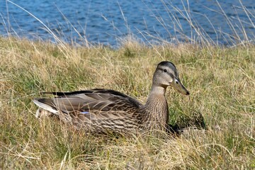 Closeup of a wild duck at the coast of a lake