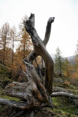Wooden trunk and roots of fallen tree in the mountain in autumn