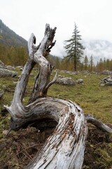 Vertical shot of wood trunk and roots of fallen tree in the mountain in autumn