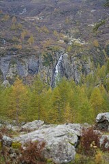Vertical shot of beautiful forest trees on the side of rocky mountains
