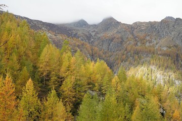 Aerial view of beautiful forest trees on the side of rocky mountains