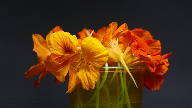 Fiori di primavera