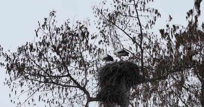 (Ciconia ciconia) Wei&szlig;storch in ihrem Nest verst&auml;ndigt sich durch Klappern mit dem Schnabel fur Balzritual
