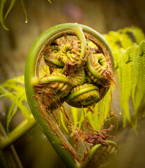 Young Fern in Tropics