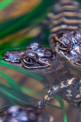 Baby alligators are considered hatchlings. The mother alligator is called a cow and the father...