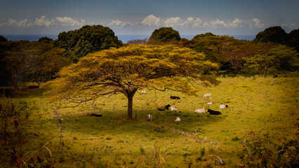 Landscape of tree and cows in Hawaii