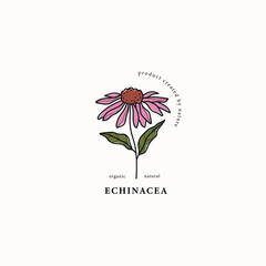 Line art echinacea flower drawing