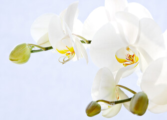 Naklejka na ściany i meble Orchid (Phalaenopsis), Orchidaceae
