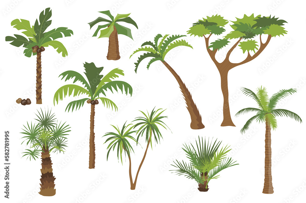 Leinwandbilder Palm trees set graphic elements in flat design. Bundle of different types of palm trees with coconuts and bushes with green crown of leaves, trunks and branches. Illustration isolated objects