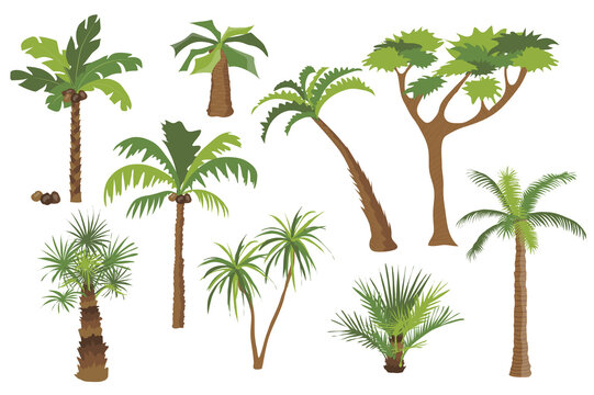 Palm trees set graphic elements in flat design. Bundle of different types of palm trees with coconuts and bushes with green crown of leaves, trunks and branches. Illustration isolated objects