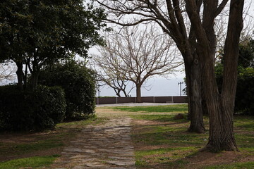 Tree at the end of the alley in the park