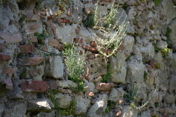 Old stone wall overgrown with vegetation