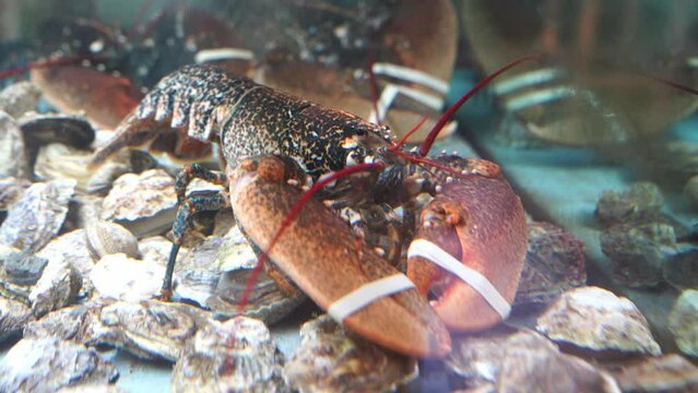 Spotted crab with bandaged claws sits in an aquarium and moves its antennae
