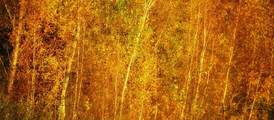 panorama of birch glows in the morning light in all autumn colors