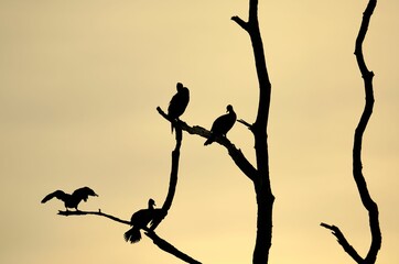 Black cormorants as sihoulette on dead tree with orange sky