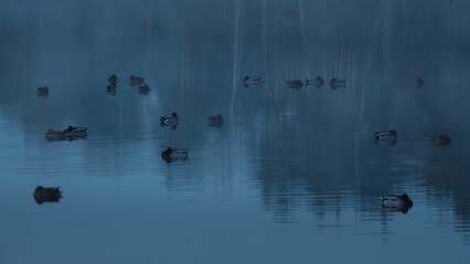 Sleeping ducks on a lake in the fog. The cool blue hour before sunrise.