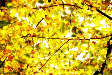 Leaves backlit in yellow, red, green