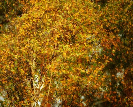 Birch glows in the morning light in all autumn colors