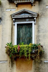 Nice old window with flower pot in Venice, Italy