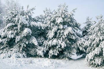 Winter fairytale with tall evergreen snow-capped trees in the forest of Curonian Spit, Lithuania
