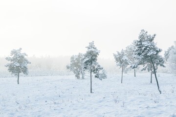 Fototapeta na wymiar Winter fairytale with tall evergreen snow-capped trees in the forest of Curonian Spit, Lithuania
