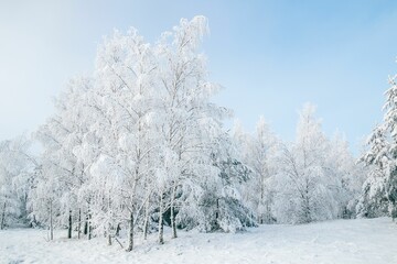 Winter fairytale with tall evergreen snow-capped trees in the forest of Curonian Spit, Lithuania