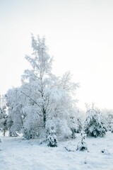 Winter fairytale with tall evergreen snow-capped trees in the forest of Curonian Spit, Lithuania