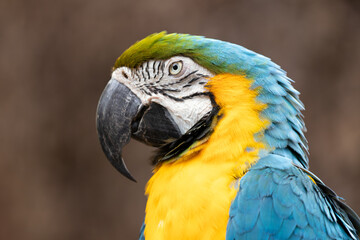 Nahaufnahme eines Gelbbrust-Aras