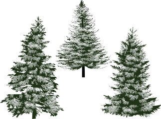 three winter firs set isolated on white