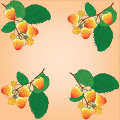 yellow raspberry four branches on bright backround