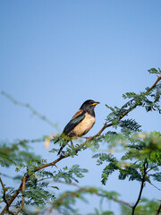 Rosy Starling perched on a thorny branch, beautiful photograph captured on the Evening golden light...