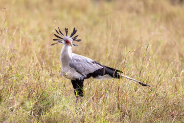 Secretary bird, sagittarius serpentarius,,walking through the long grass of the Masai Mara, Kenya....