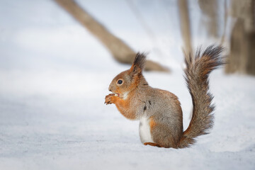 Naklejka na ściany i meble cute young squirrel on tree with held out paw against blurred winter forest in background