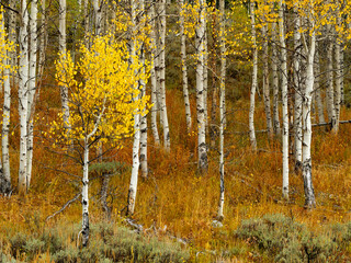 Beautiful autumn forest with yellow leaves and white bark