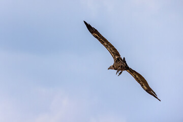 White-faced vulture, Gyps africanus, in flight against a blue sky background. This old world bird in endangered in the wild, with populations decreasing. Masai Mara, Kenya.