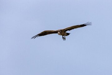 White-faced vulture, Gyps africanus, in flight against a blue sky background. This old world bird in endangered in the wild, with populations decreasing. Masai Mara, Kenya.