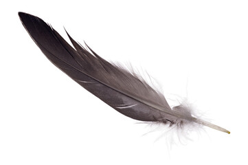 isolated goose dark grey single feather