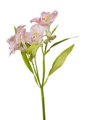 branch of light pink freesia four flowers on white