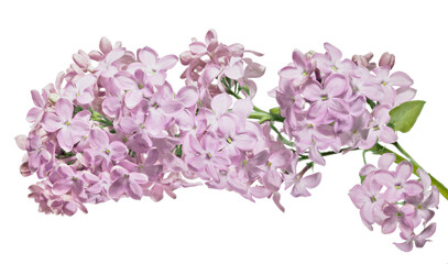 pink light lilac blossoming branch with large flowers on white