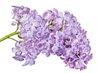 isolated violet lilac large fine blooms